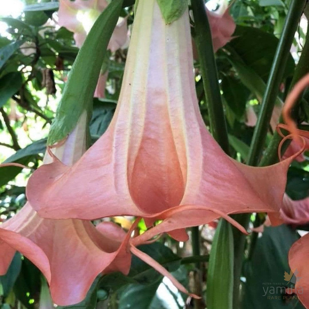 Brugmansia Bruce's Pink