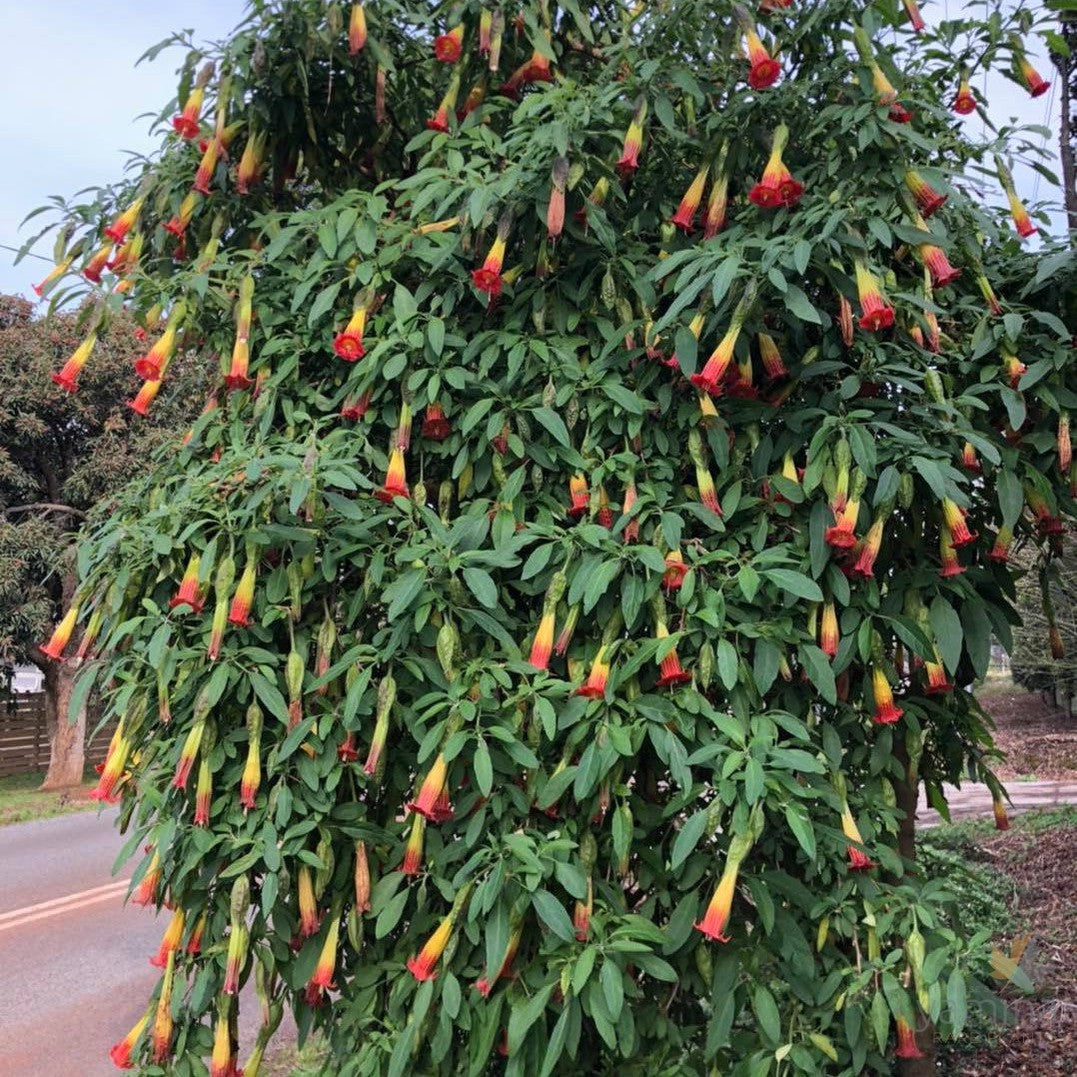 Brugmansia sanguinea (red & yellow flowers) 3