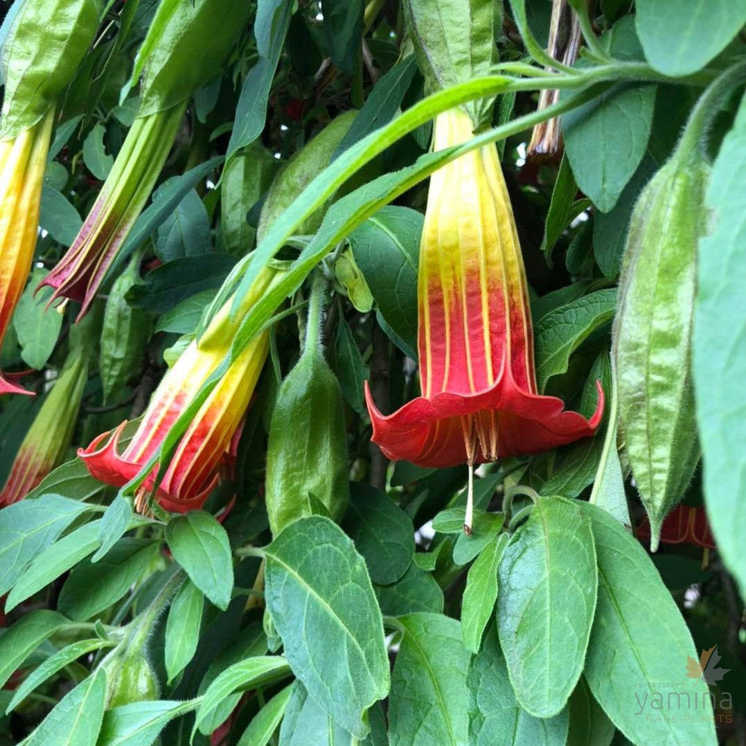 Brugmansia sanguinea (red & yellow flowers) 5