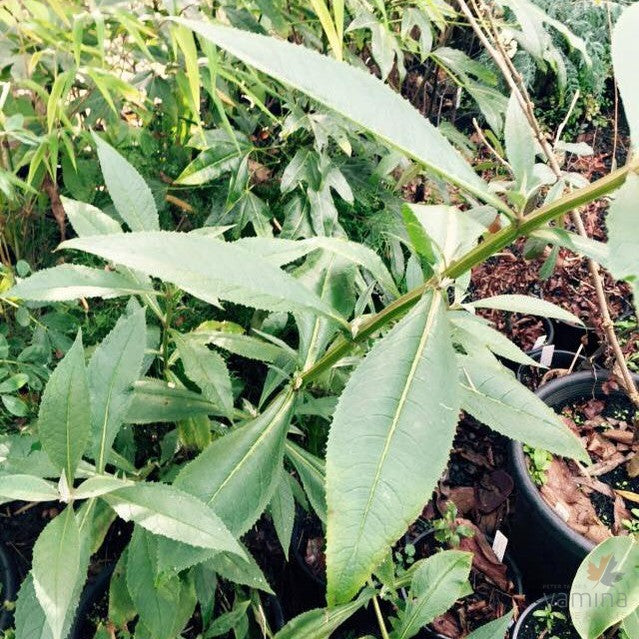 Buddleja colvillei or-Yamina Rare Plants