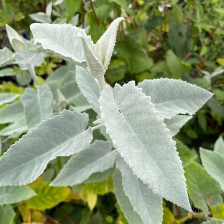 Buddleja crispa 3