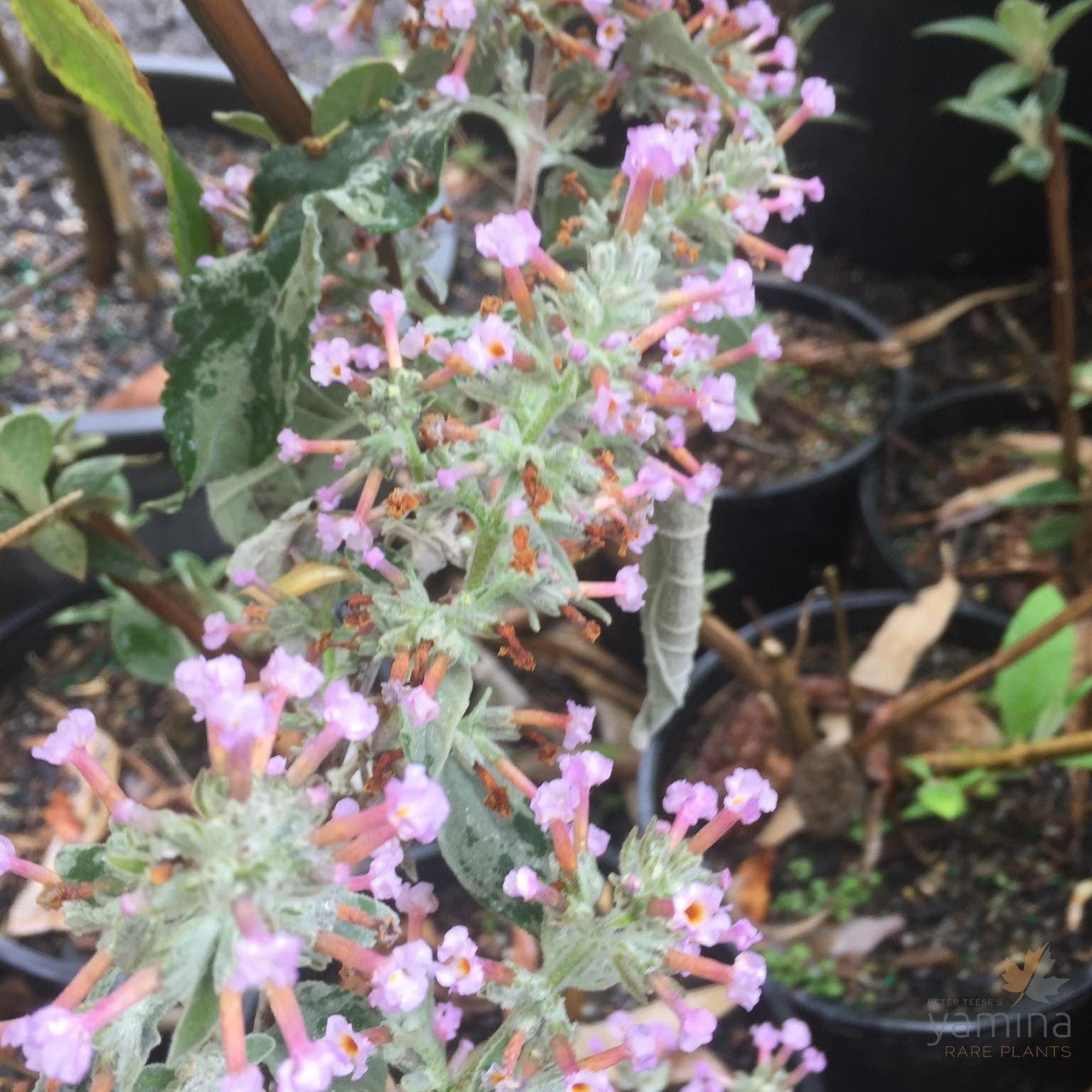 Buddleja crispa 4