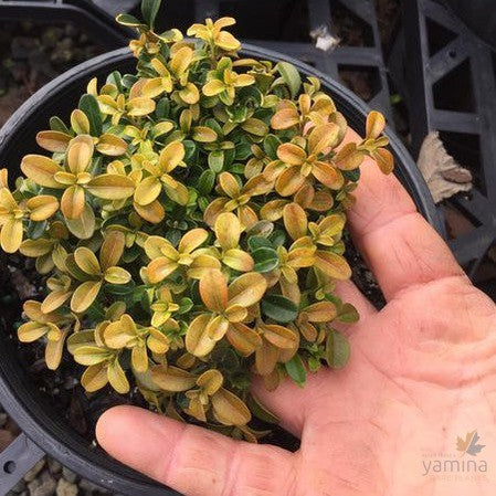 Buxus microphylla Compacta (Kingsville Dwarf) 1