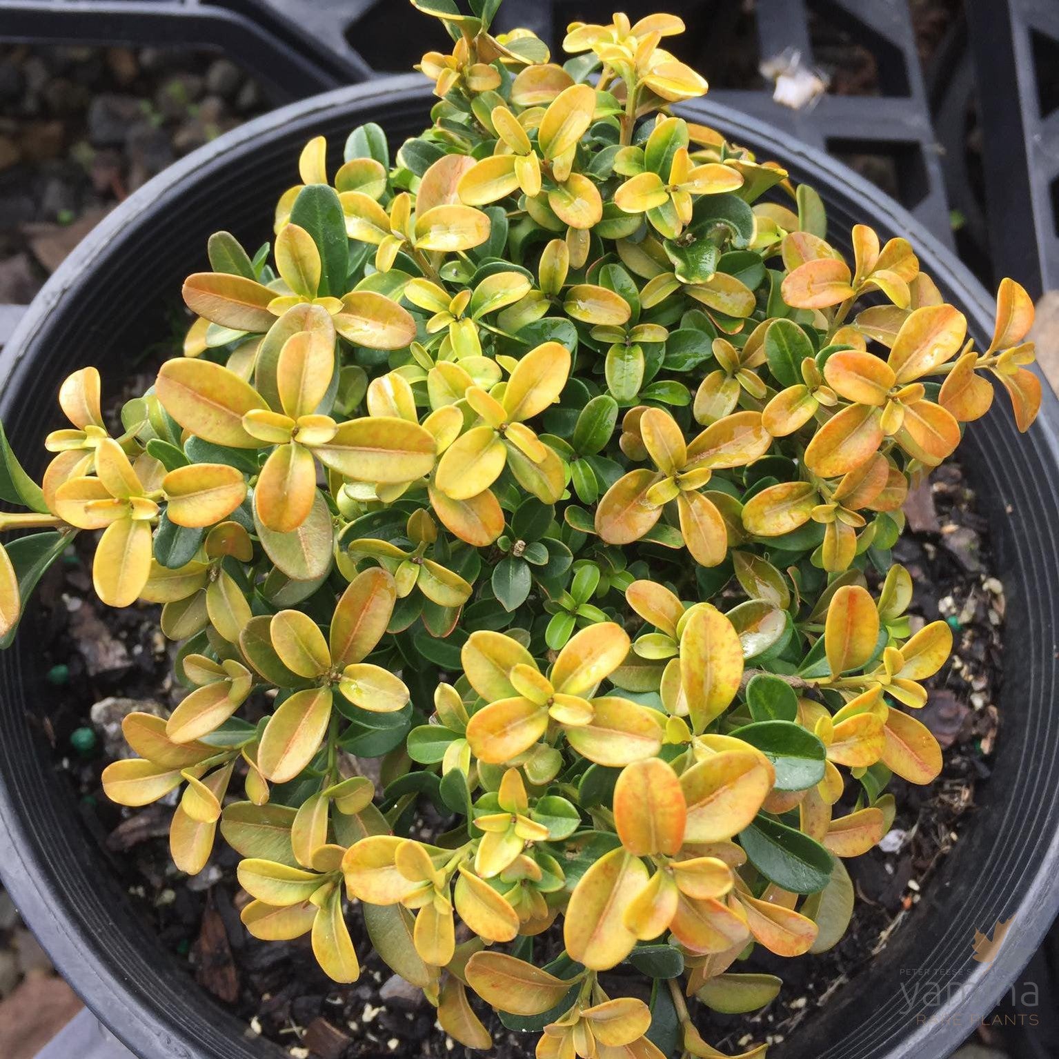 Buxus microphylla Compacta (Kingsville Dwarf) 2