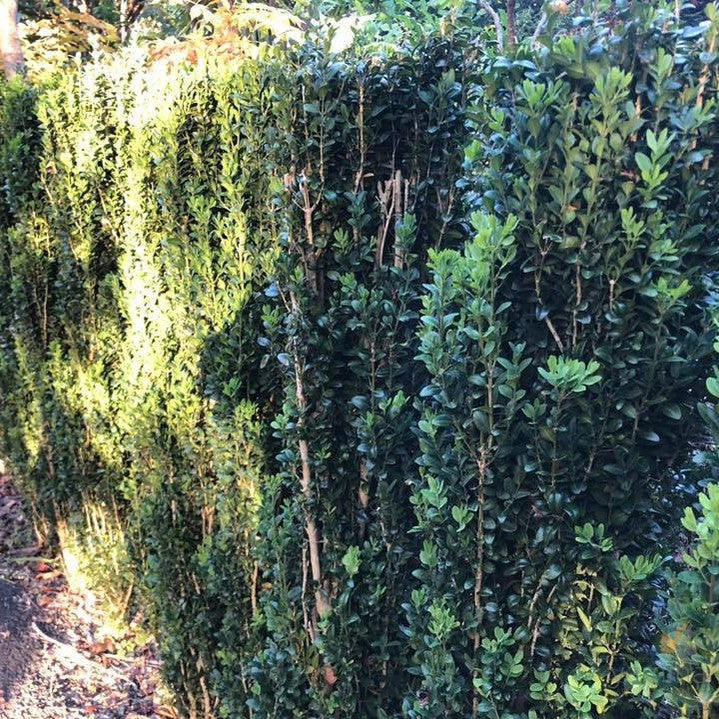 Buxus semp Graham Blandy (Emerald Pillar) 1