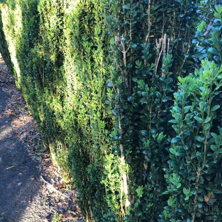Buxus semp Graham Blandy (Emerald Pillar) 2