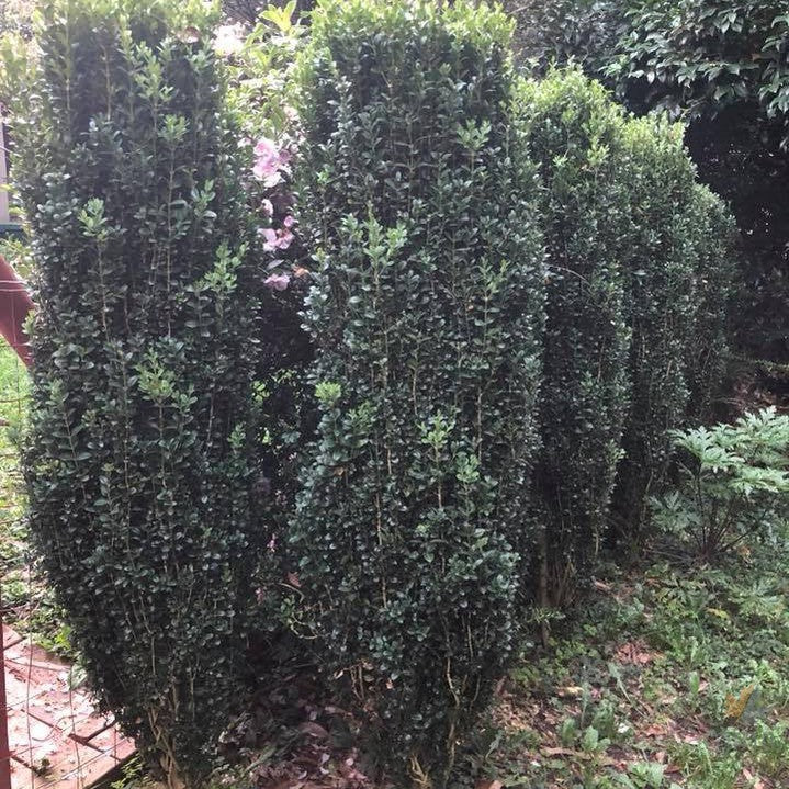 Buxus semp Graham Blandy (Emerald Pillar) 3
