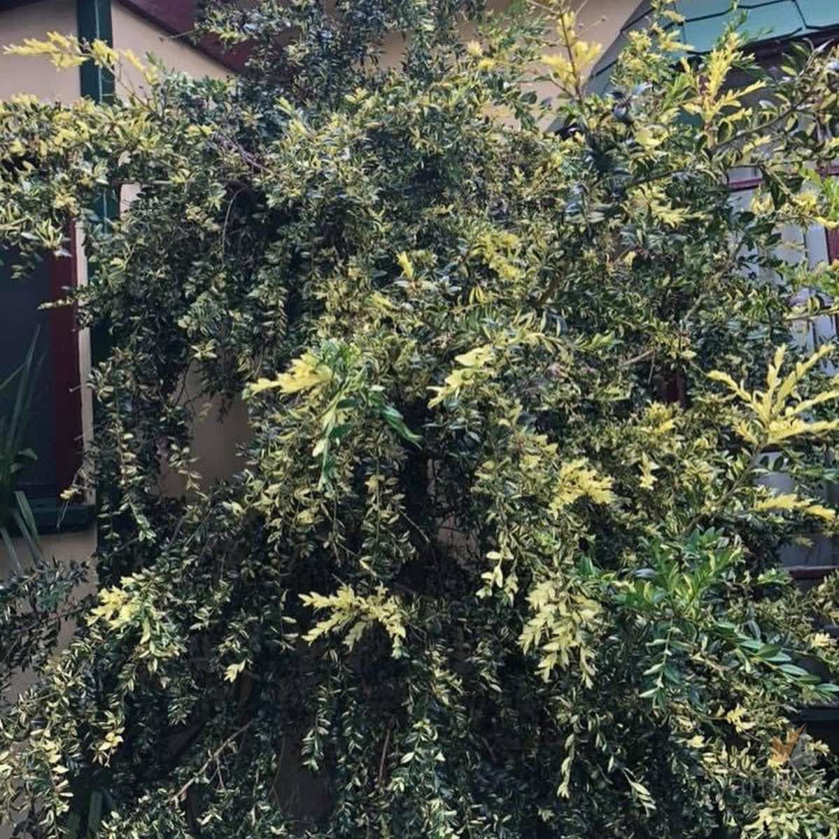 Buxus sempervirens Aurea Pendula 1