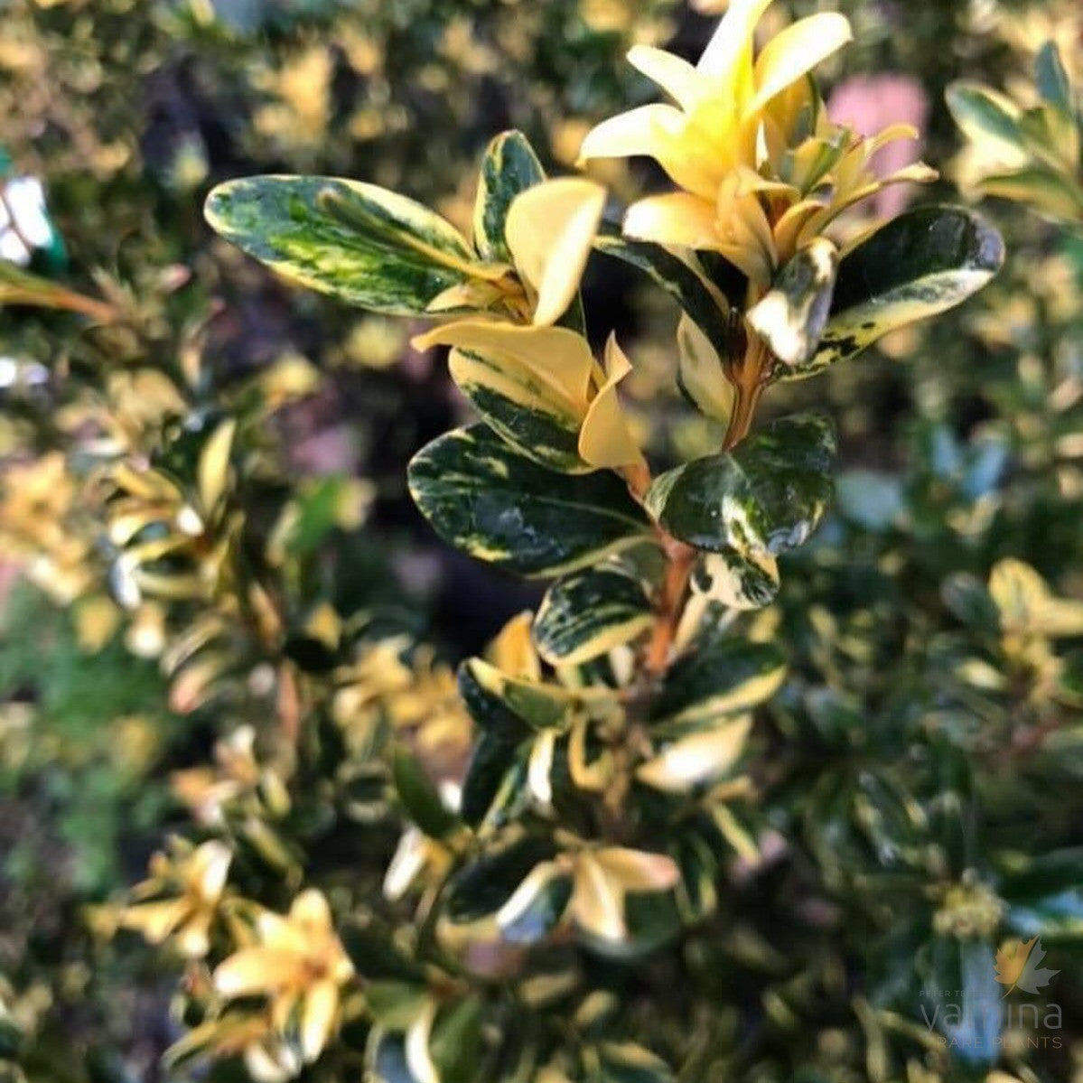 Buxus sempervirens Aurea Pendula 2