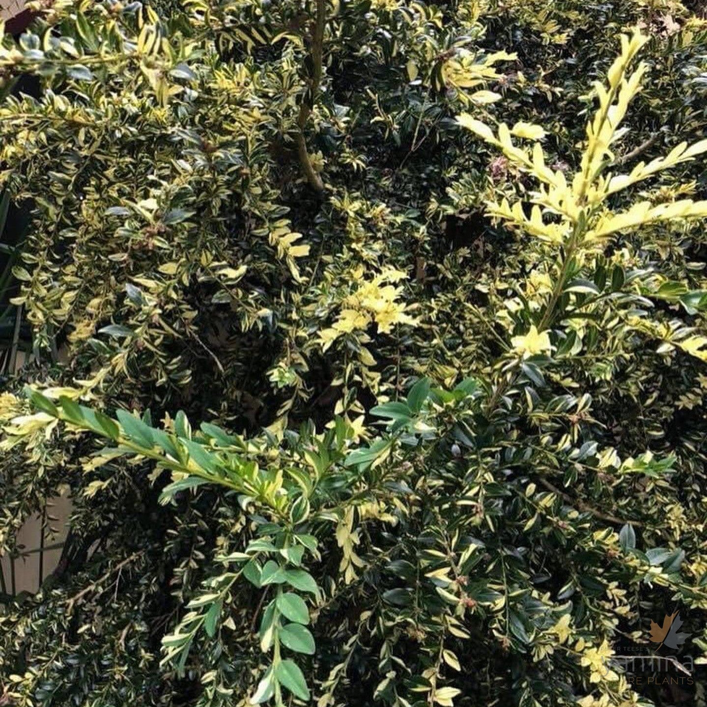 Buxus sempervirens Aurea Pendula 4