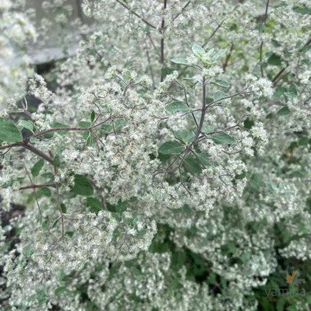 Bystropogon canariensis 3