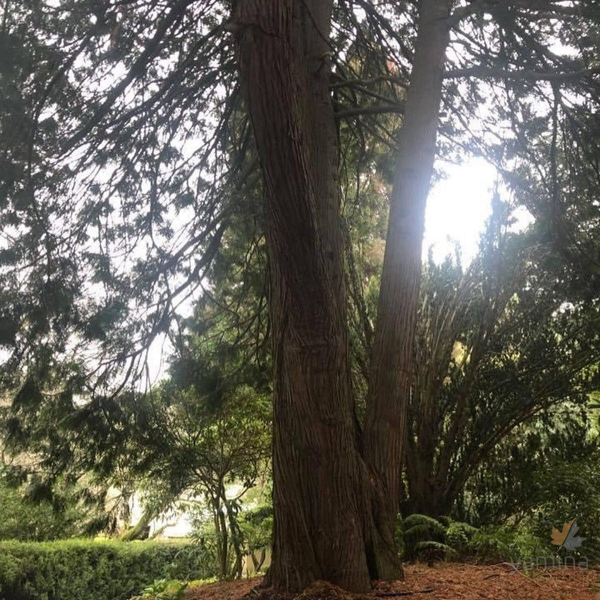 Calocedrus decurrens (Incense Cedar) 3