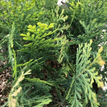 Calocedrus decurrens (Incense Cedar) 4