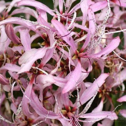 Calodendron capense (pink flowers) (graft) 1