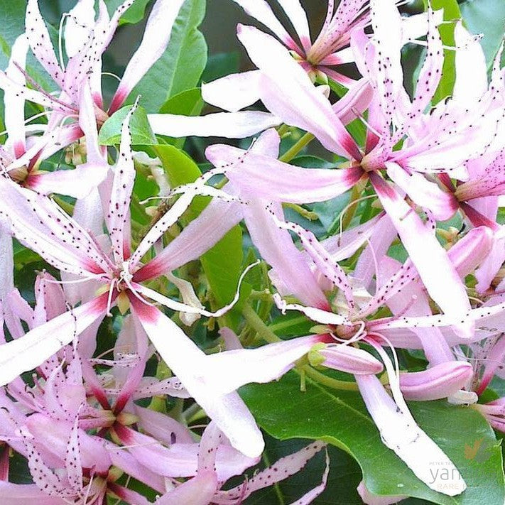 Calodendron capense (pink flowers) (graft) 2