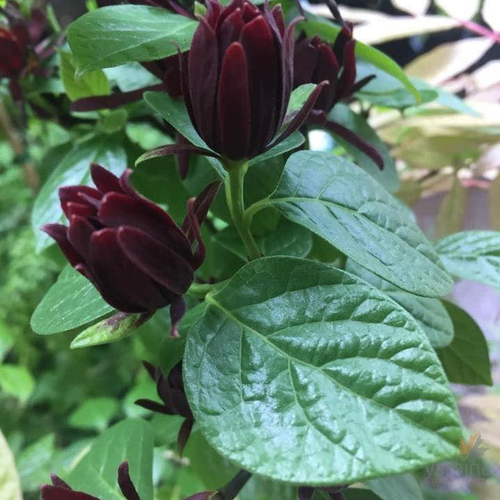 Calycanthus floridus 2