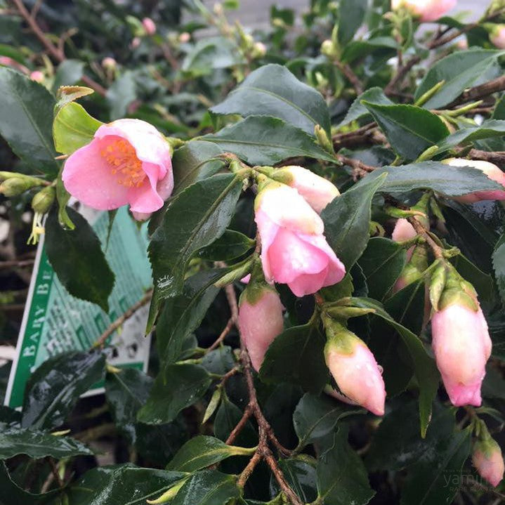 Camellia Baby Bear 1