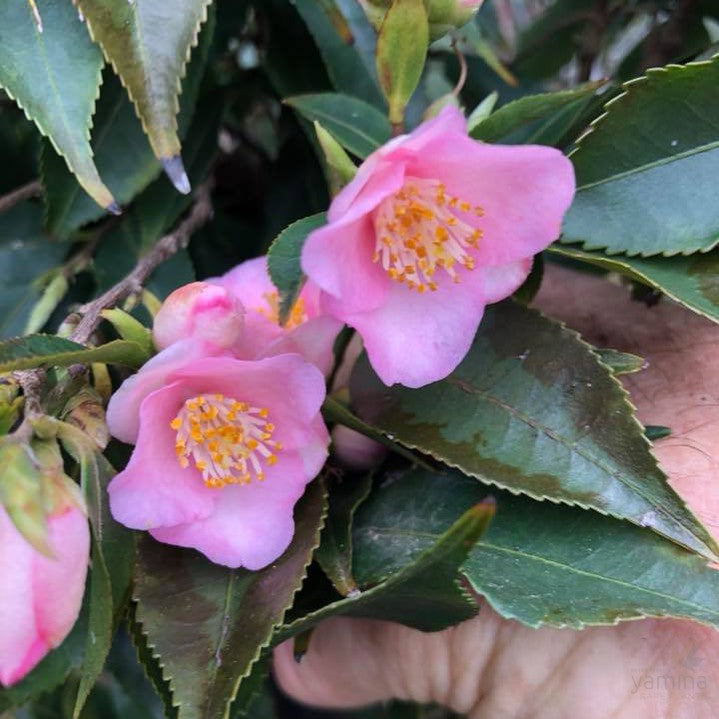 Camellia Baby Bear 2