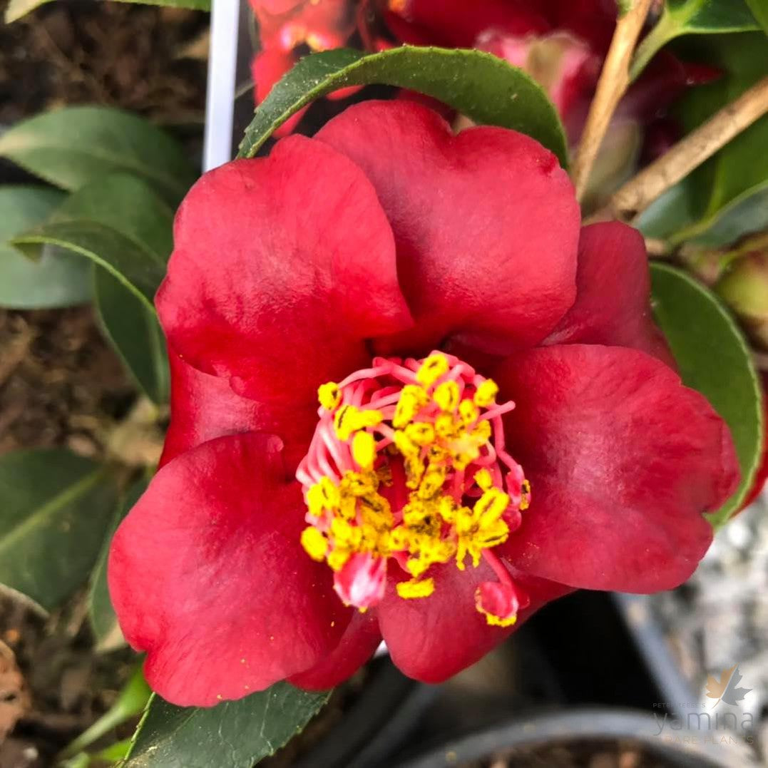 Camellia Black Opal 1