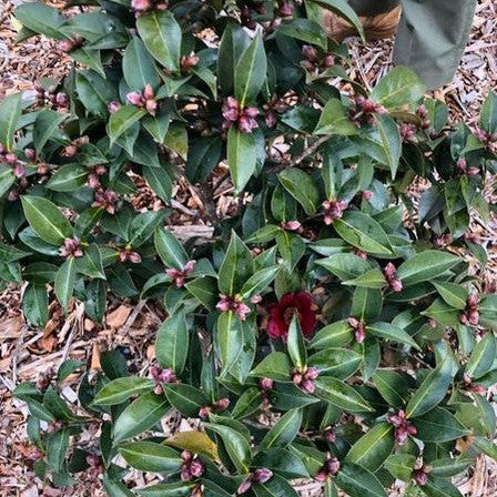 Camellia Black Opal 3