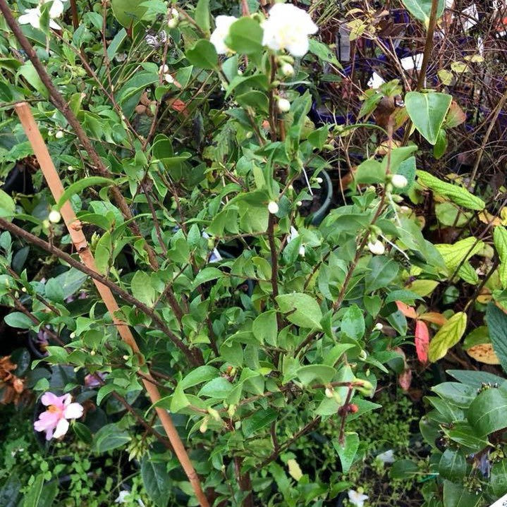 Camellia Transnokoensis 3