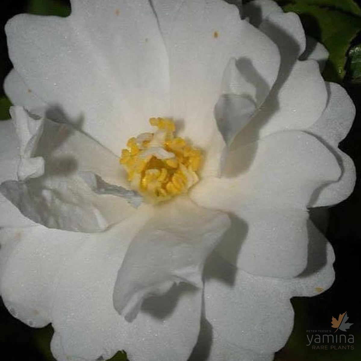 Camellia grijsii ‘Zhenzhu Cha’ 1