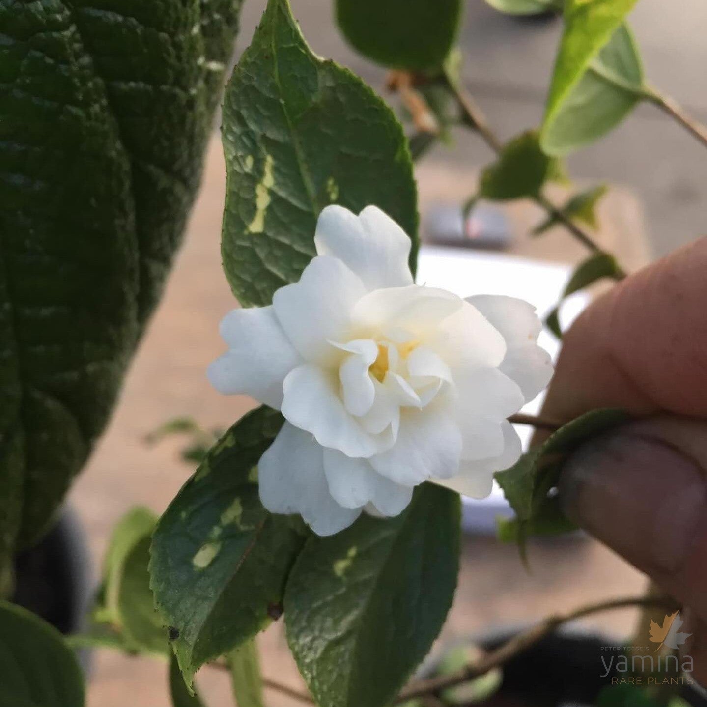 Camellia grijsii ‘Zhenzhu Cha’ 2