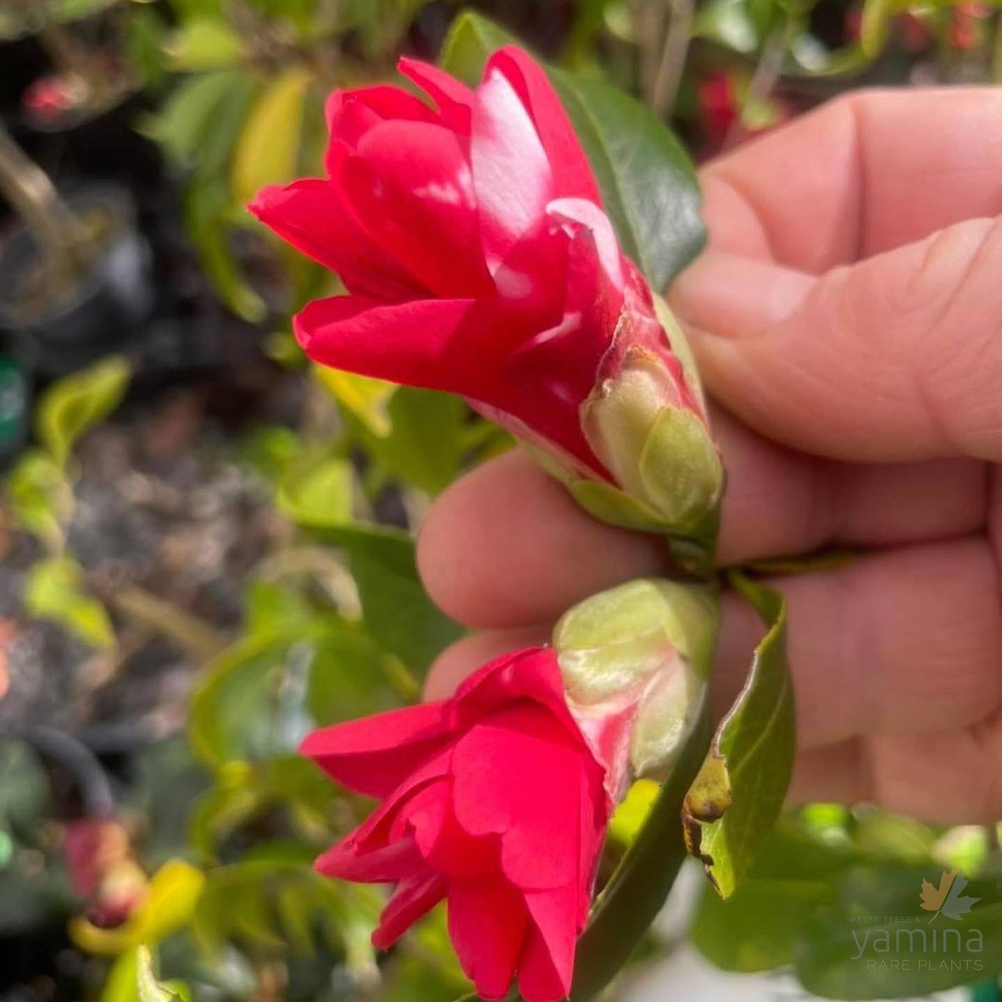 Camellia japonica Hakuhan Kujaki 1