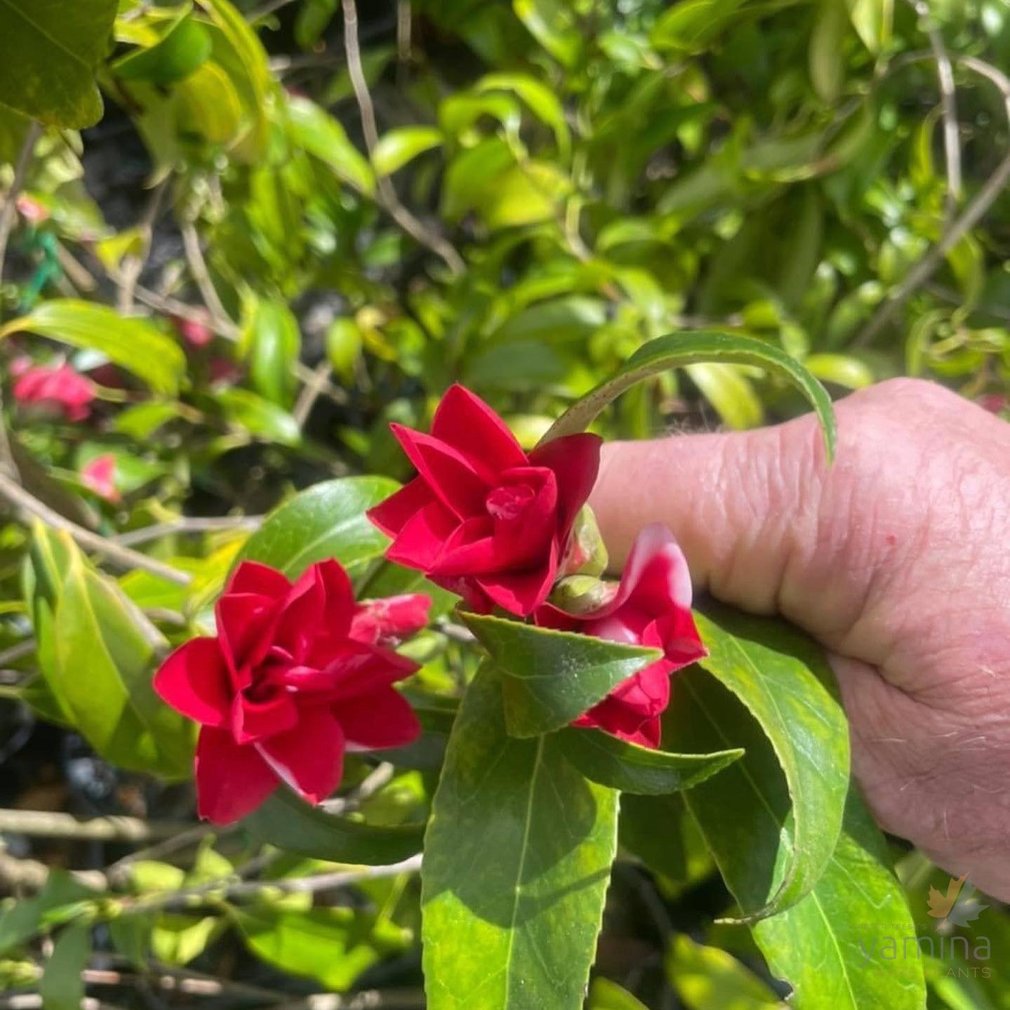 Camellia japonica Hakuhan Kujaki 2