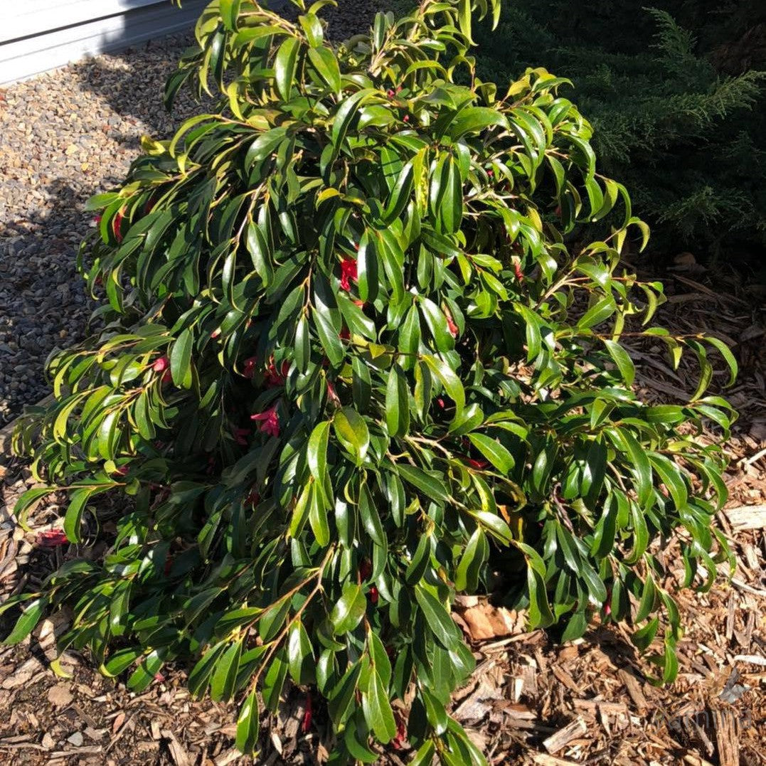 Camellia japonica Hakuhan Kujaki 5