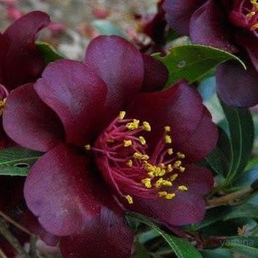 Camellia japonica Night Rider 1