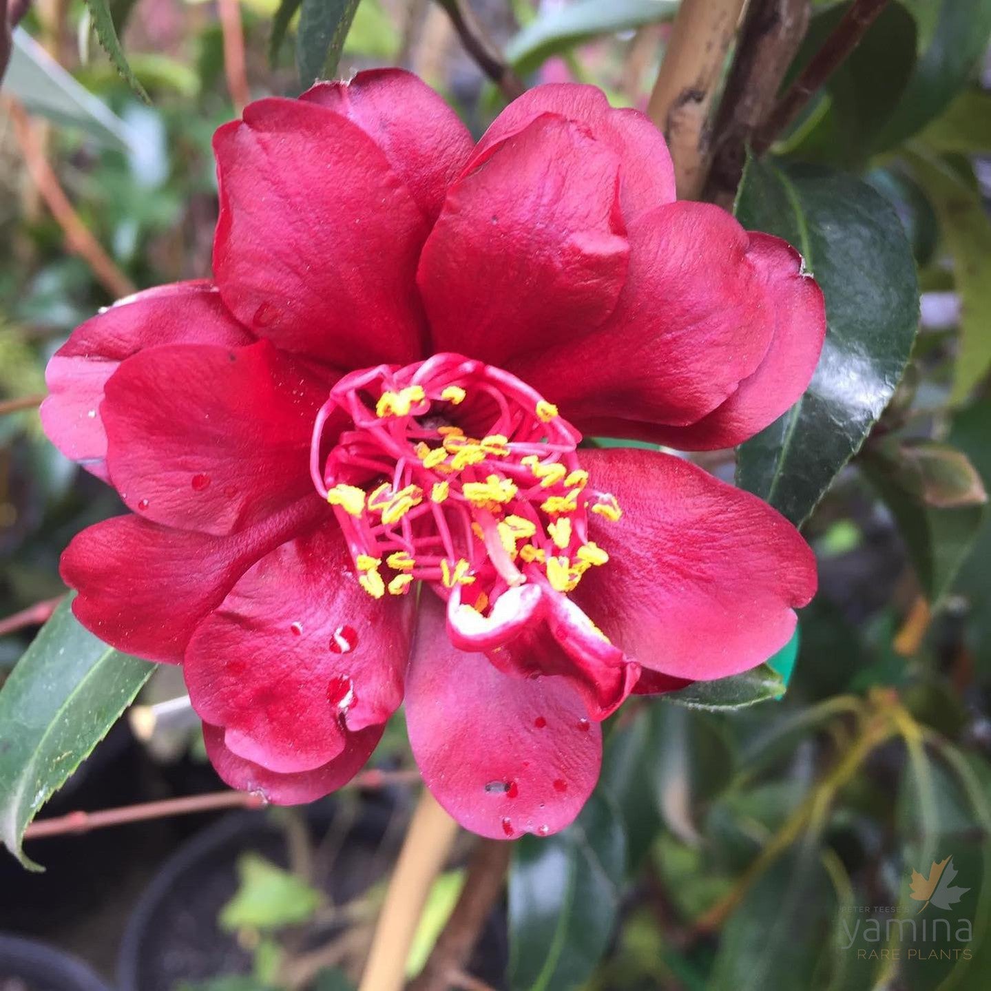 Camellia japonica Night Rider 3
