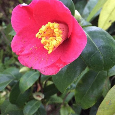 Camellia japonica Unryu 2