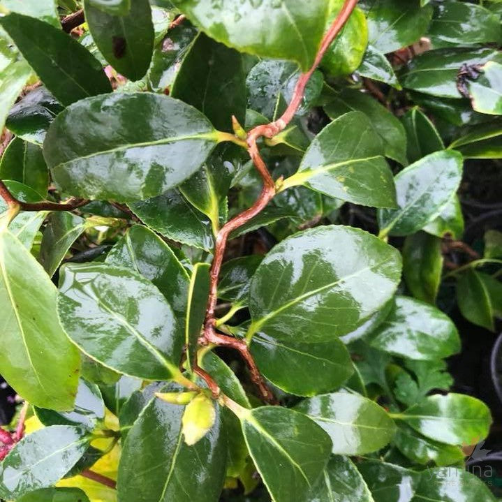 Camellia japonica Unryu 3