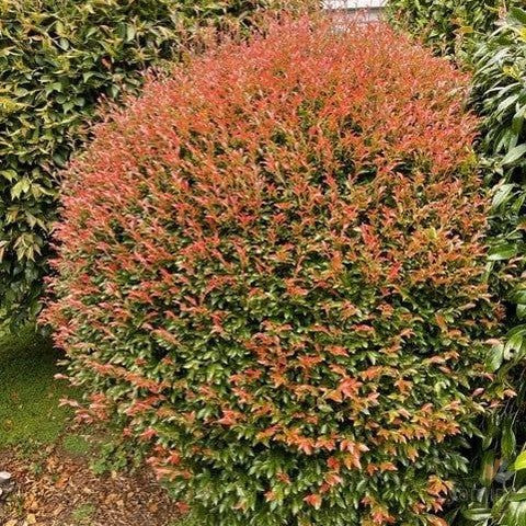 Camellia lutchuensis 1