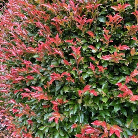 Camellia lutchuensis 2