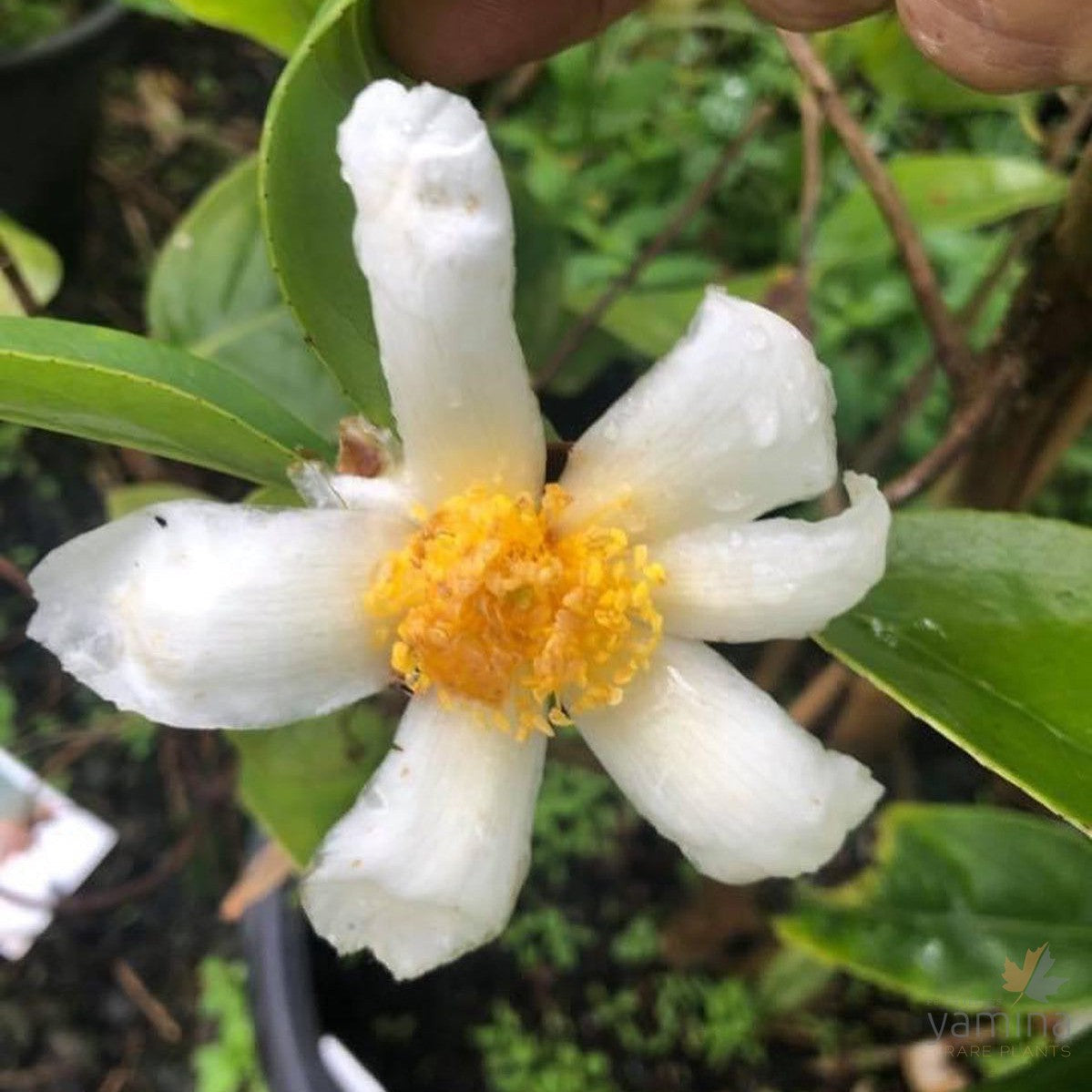 Camellia octopetala 1