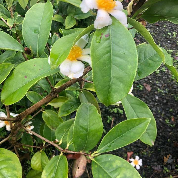 Camellia octopetala 2