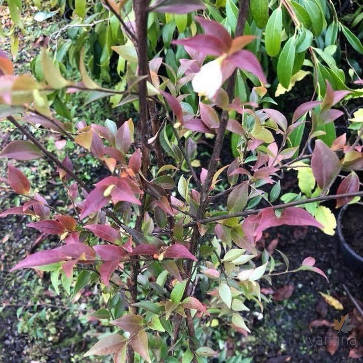 Camellia parvilimba 1