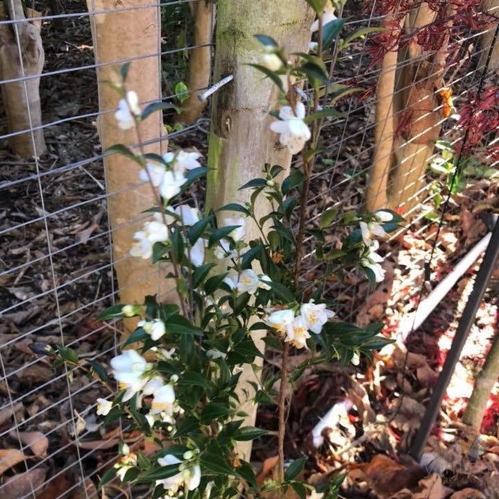 Camellia parvilimba 2