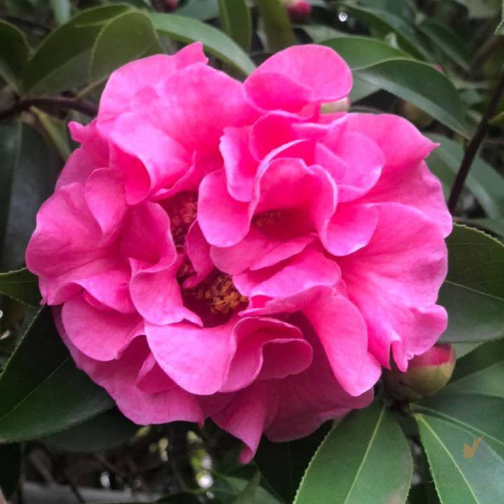 Camellia reticulata William Hertrich 3