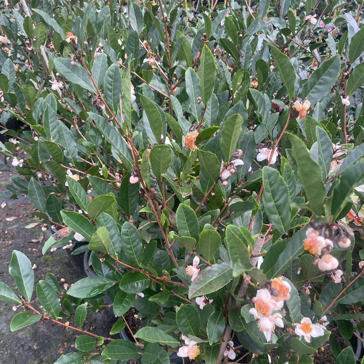 Camellia sinensis Pink 2