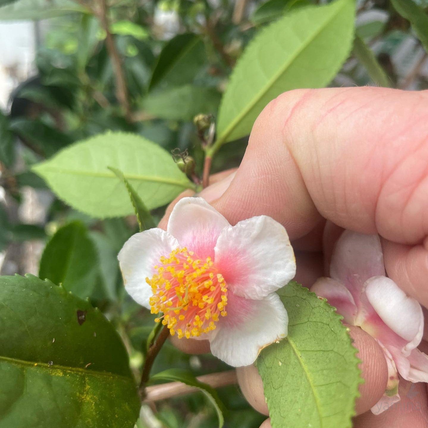 Camellia sinensis Pink 3