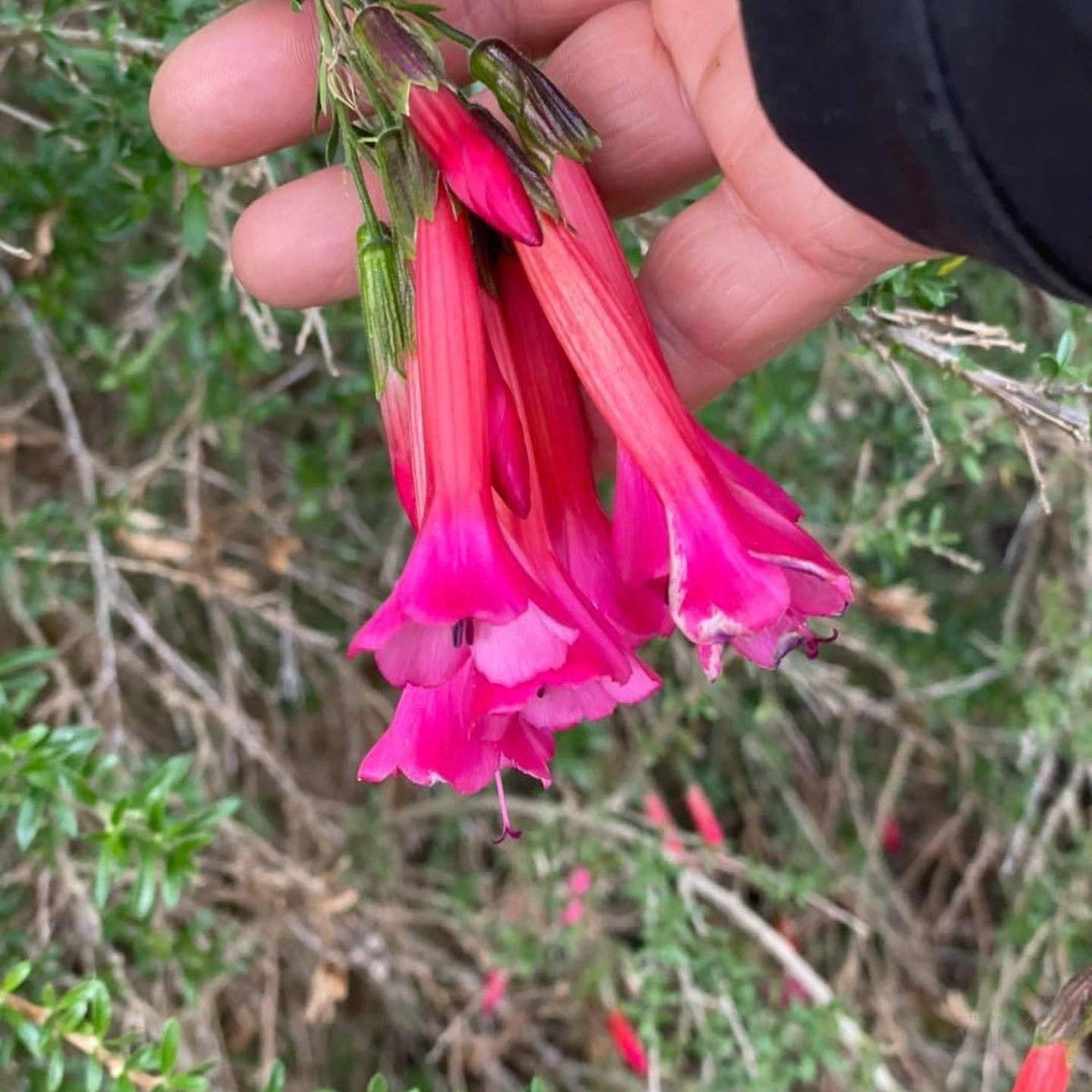 Cantua buxifolia 1