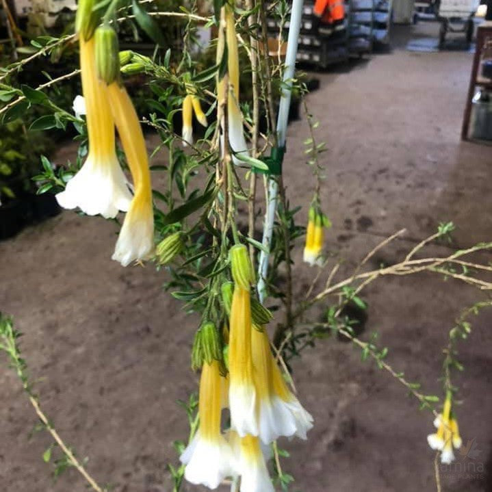 Cantua buxifolia Pyrifolia 1