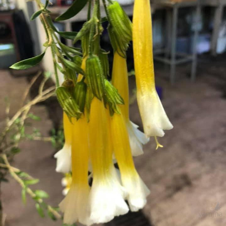 Cantua buxifolia Pyrifolia 2