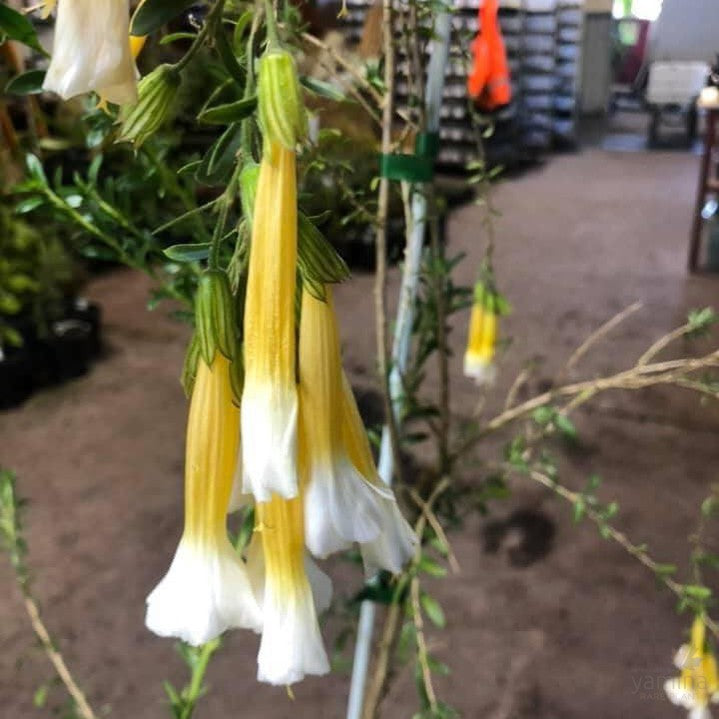 Cantua buxifolia Pyrifolia 3