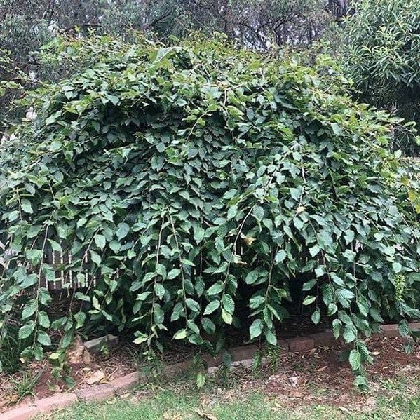 Carpinus betulus Pendula (standard) 1