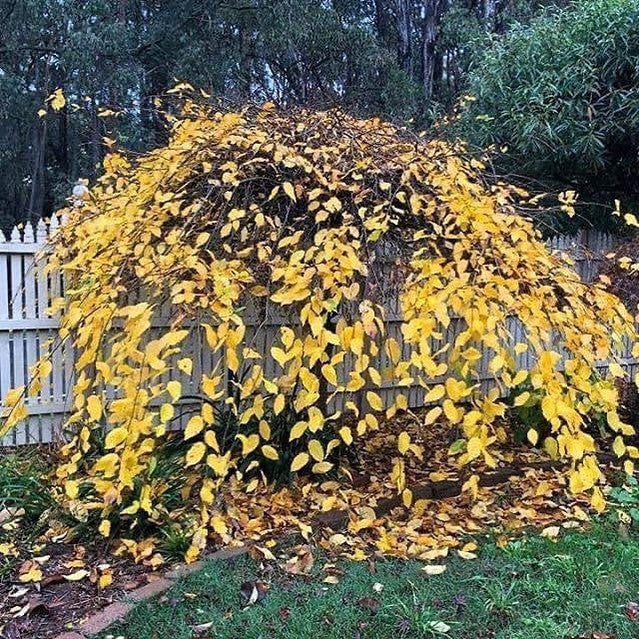 Carpinus betulus Pendula (standard) 2