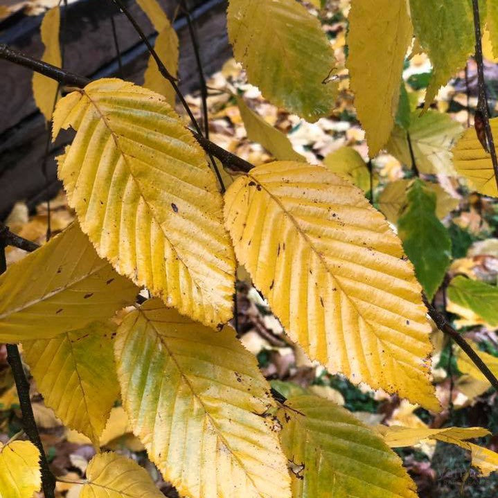 Carpinus betulus Pendula (standard) 3